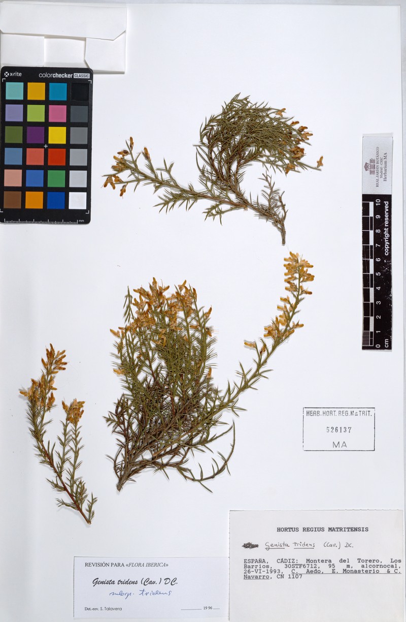 Genista tridens subsp. tridens photo 2