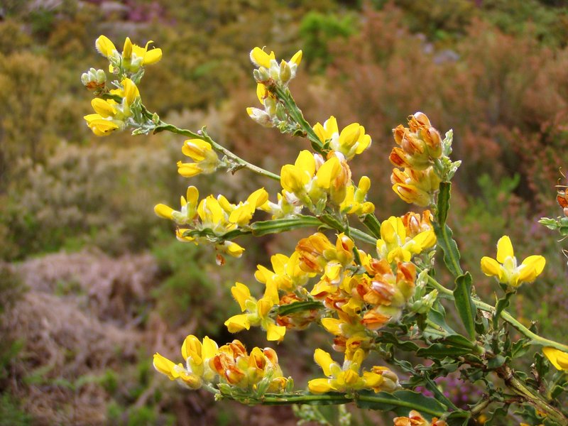 Genista tridentata