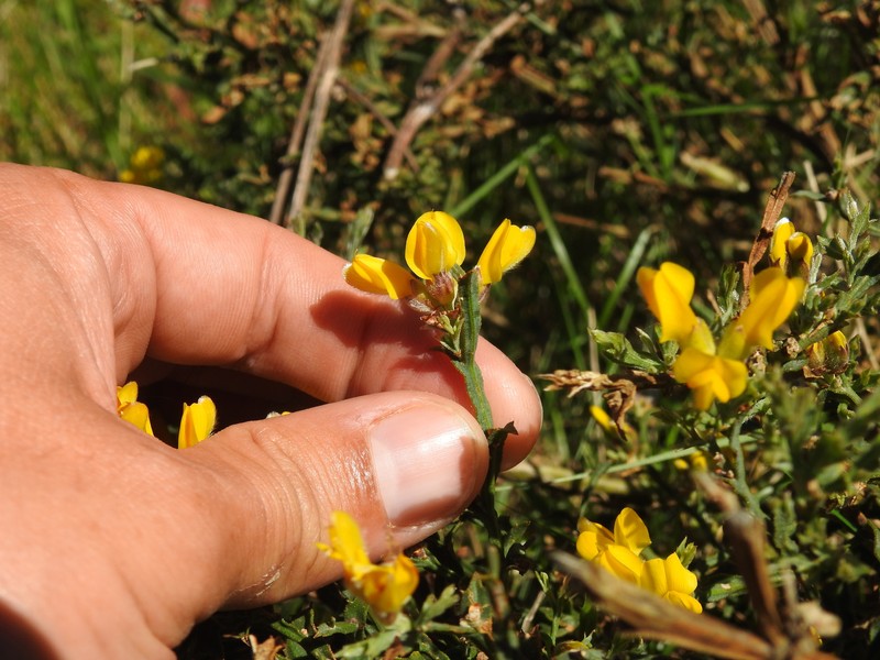 Genista tridentata subsp. tridentata
