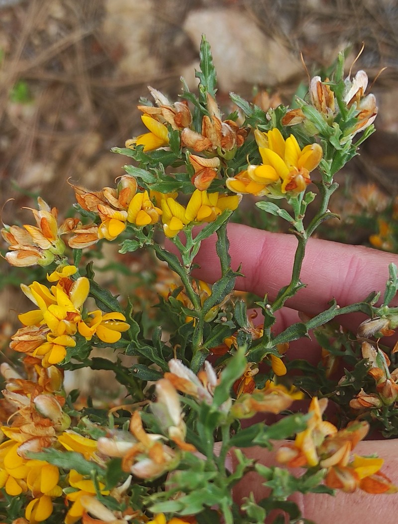 Genista tridentata subsp. tridentata photo 2