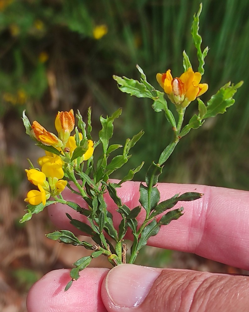 Genista tridentata subsp. tridentata photo 3