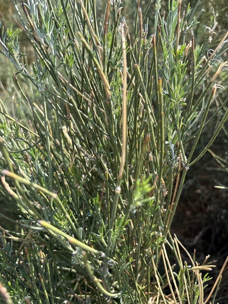 Genista tyrrhena subsp. tyrrhena
