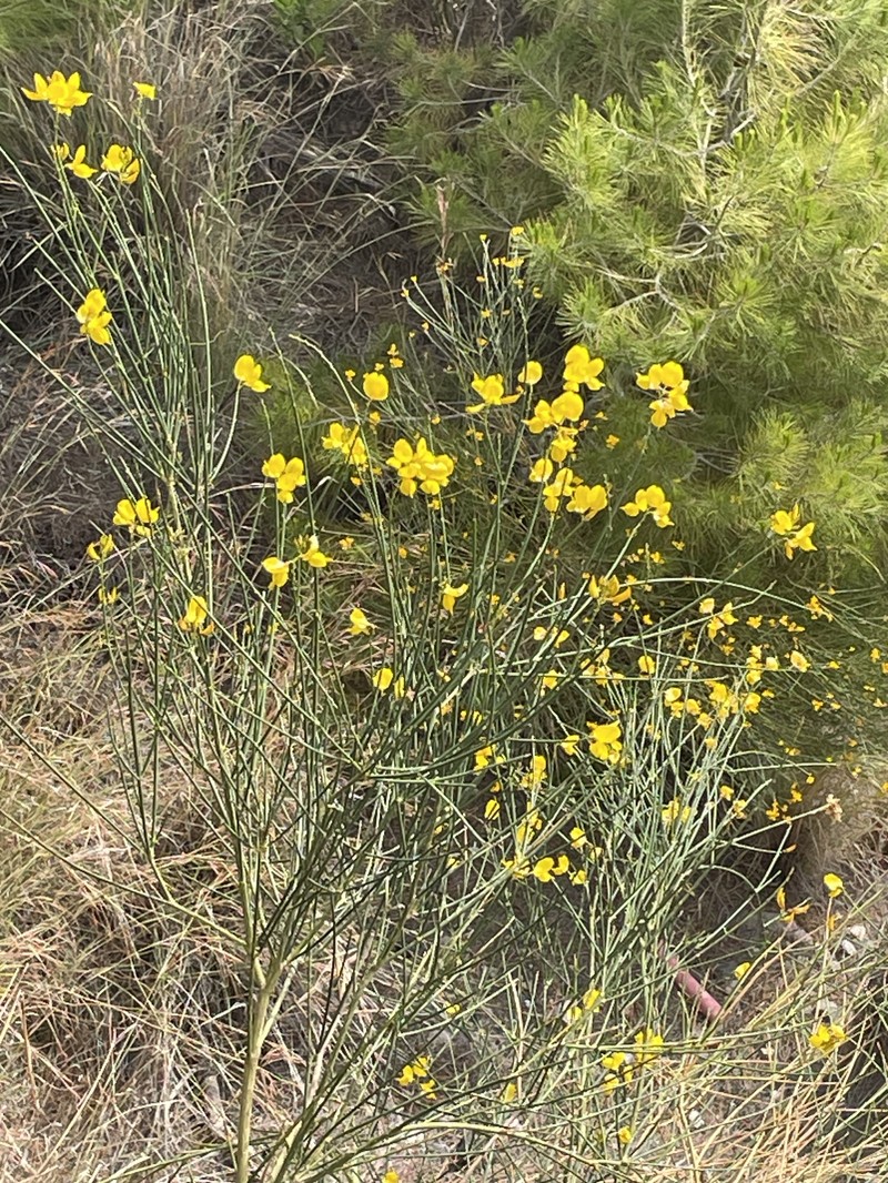 Genista tyrrhena subsp. tyrrhena photo 2