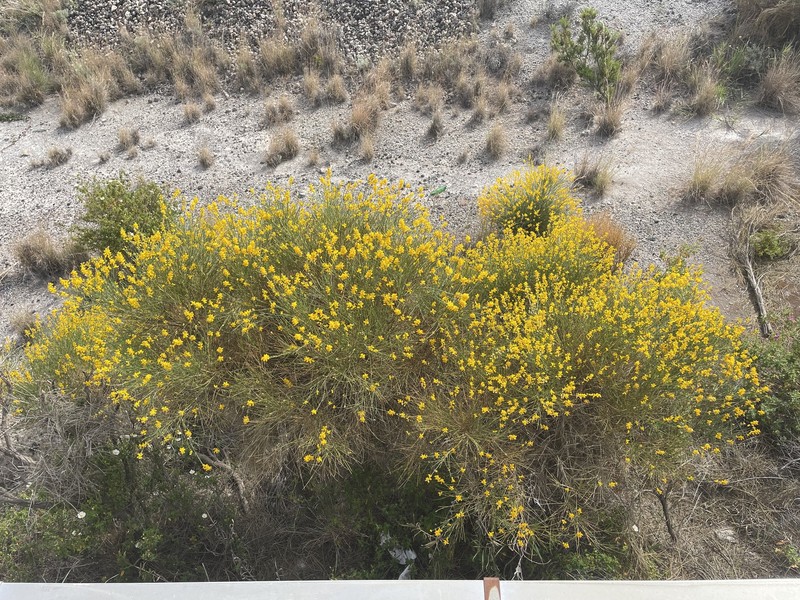 Genista tyrrhena subsp. tyrrhena photo 3