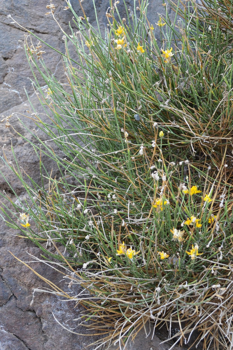 Genista tyrrhena subsp. tyrrhena photo 4