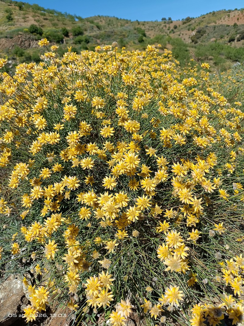 Genista umbellata subsp. umbellata