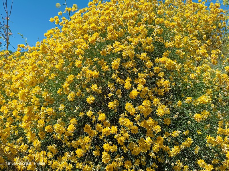 Genista umbellata subsp. umbellata photo 2