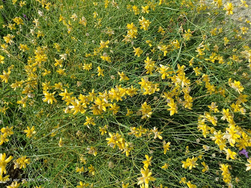 Genista umbellata subsp. umbellata photo 3