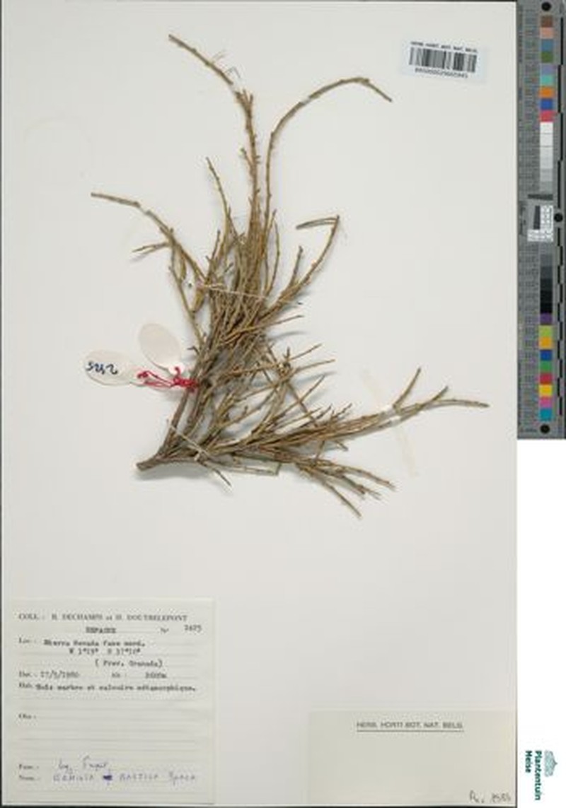 Genista versicolor subsp. versicolor