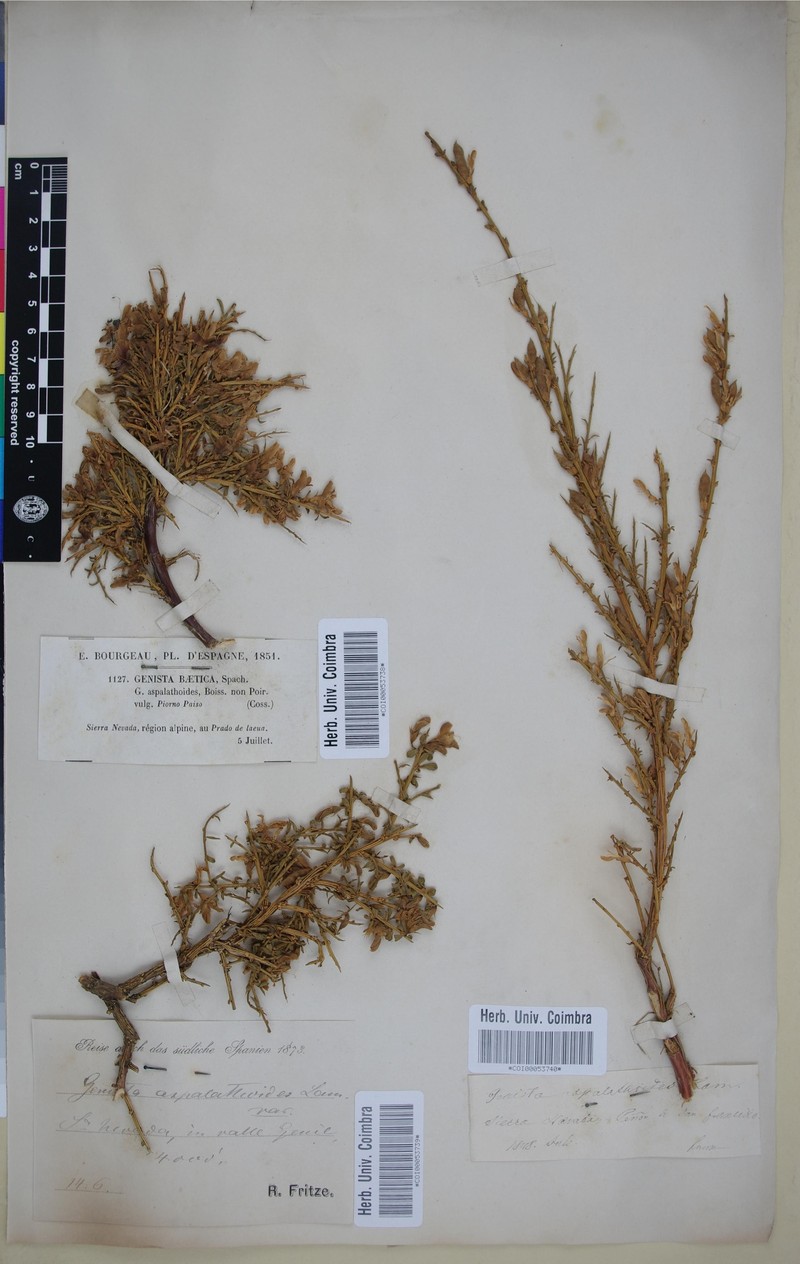 Genista versicolor subsp. versicolor photo 2