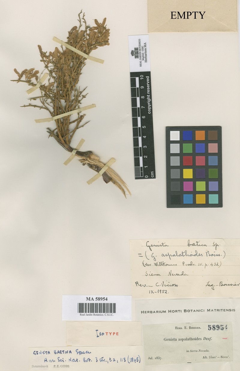 Genista versicolor subsp. versicolor photo 3