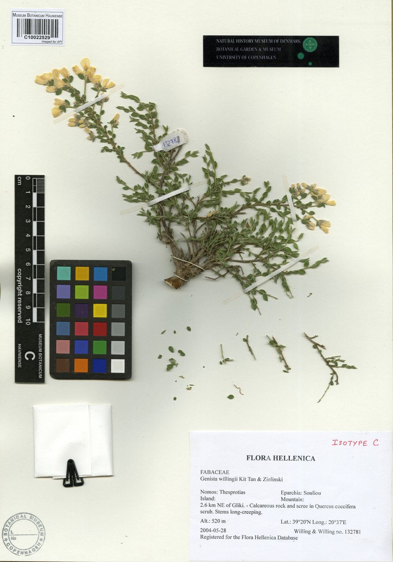 Genista willingii