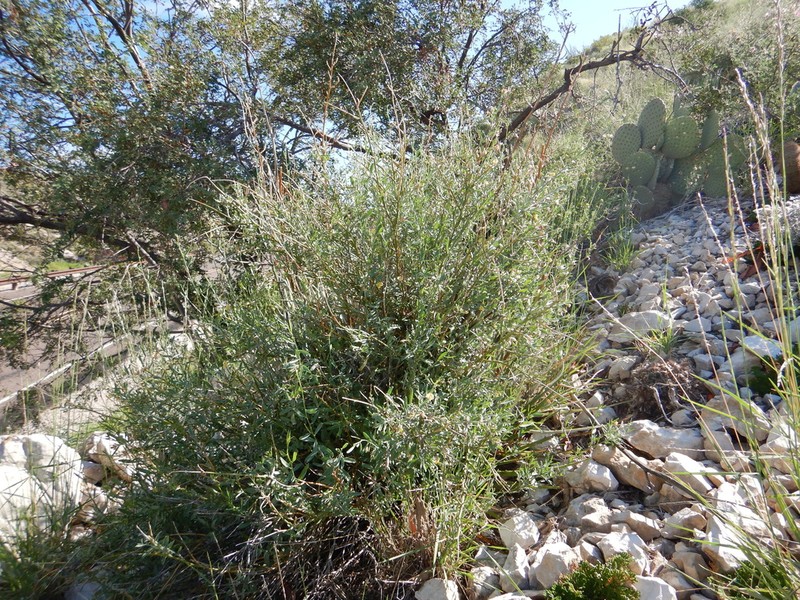 Brushpea
