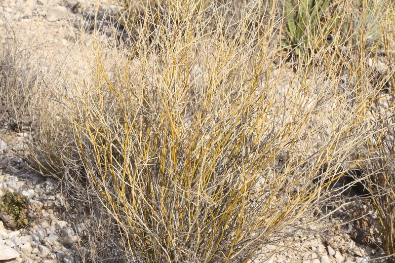 Brushpea photo 3