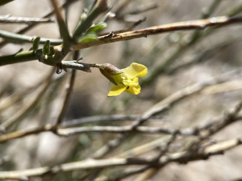 Brushpea photo 4