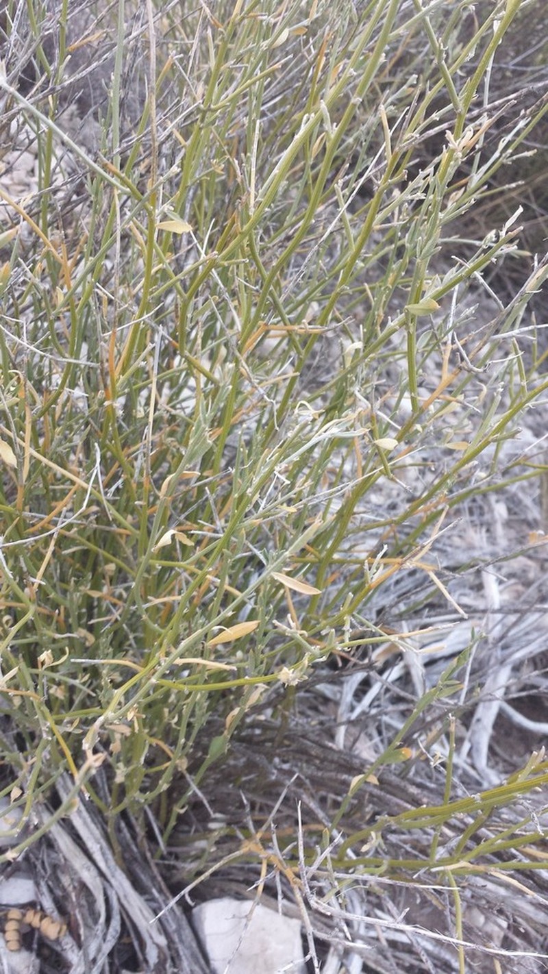 Brushpea photo 5