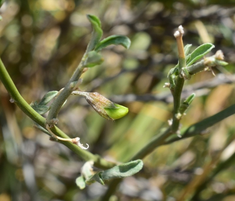Brushpea photo 6