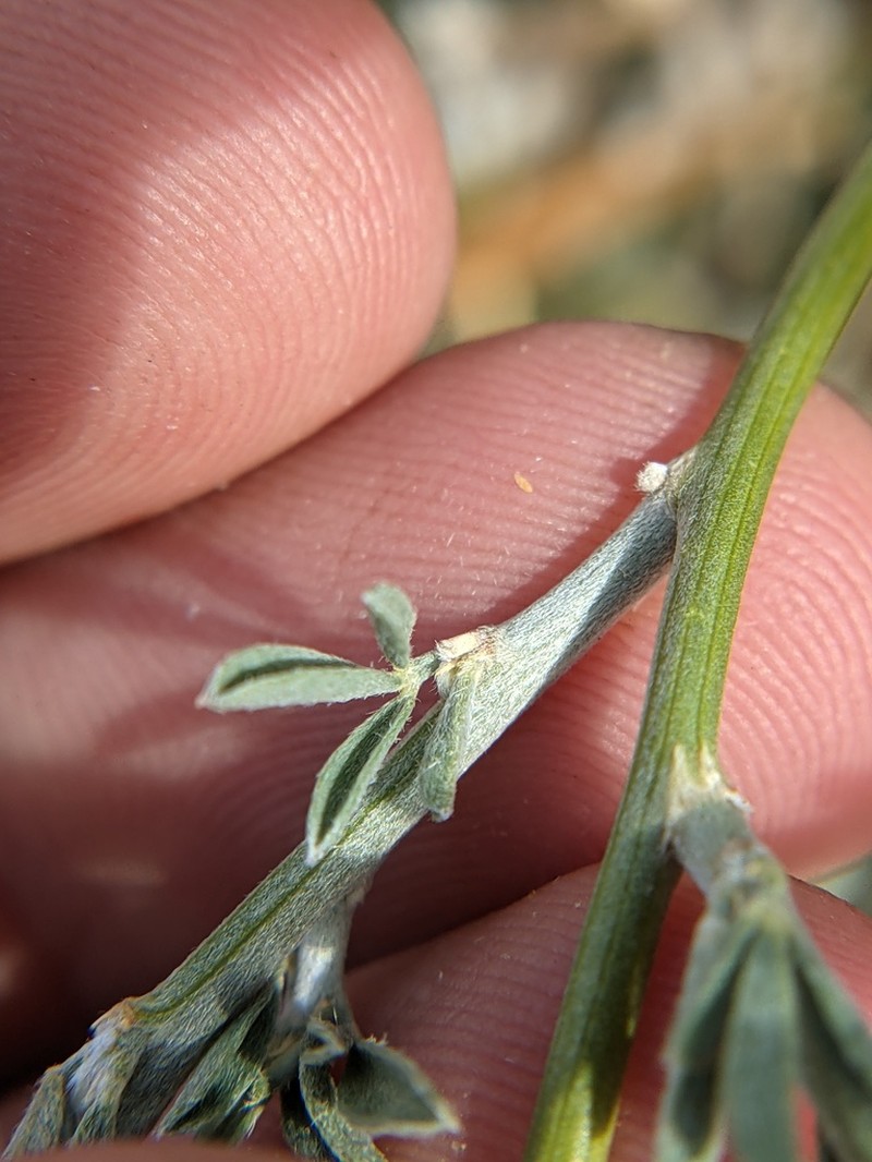 Brushpea photo 7