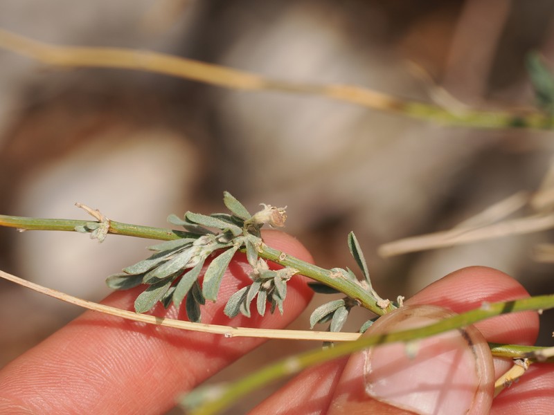 Brushpea photo 8
