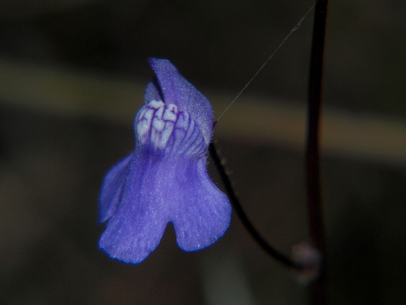 Genlisea africana