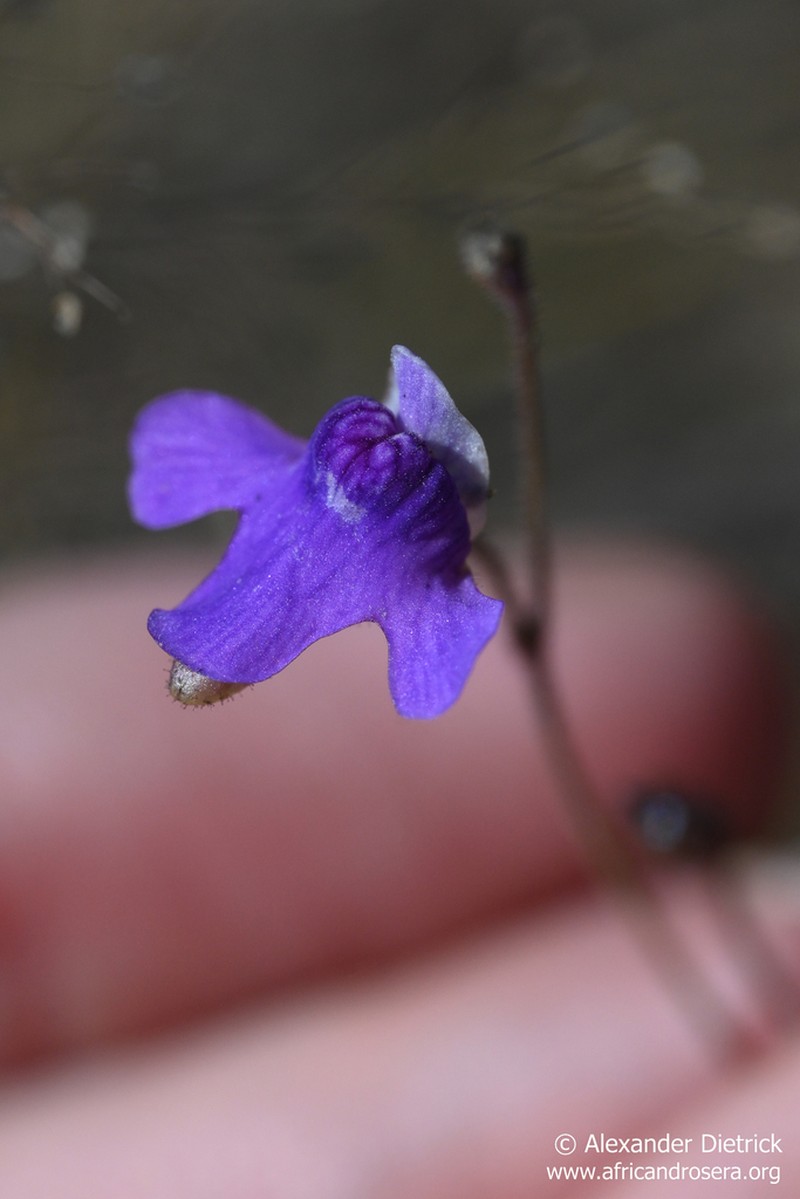 Genlisea africana photo 4