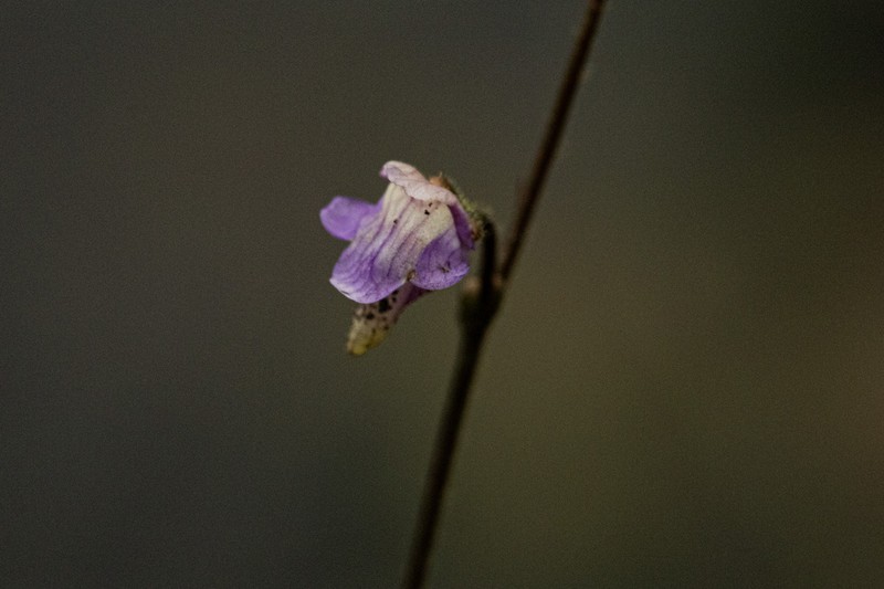 Genlisea africana photo 5