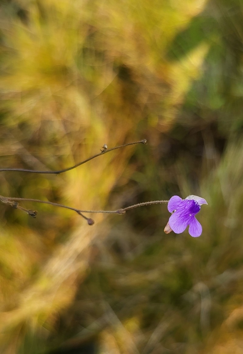 Genlisea africana photo 6