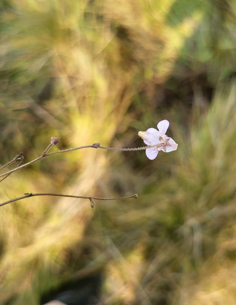 Genlisea africana photo 7