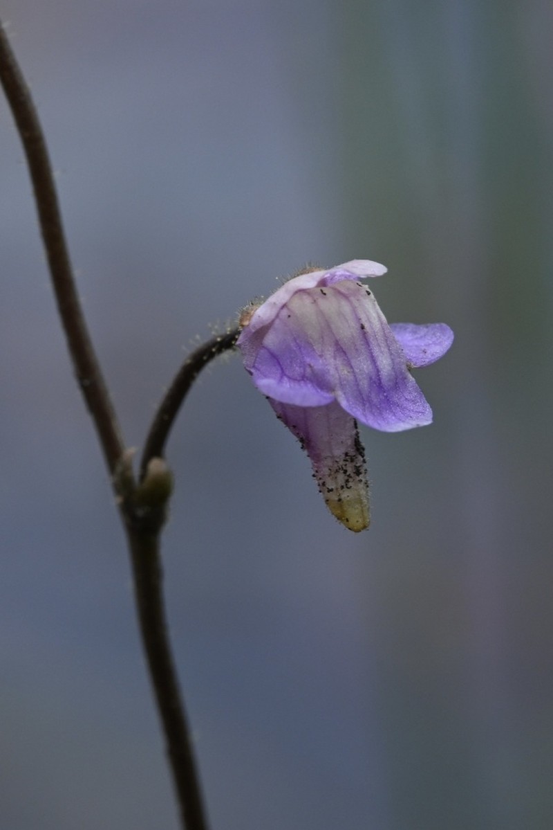 Genlisea africana photo 8