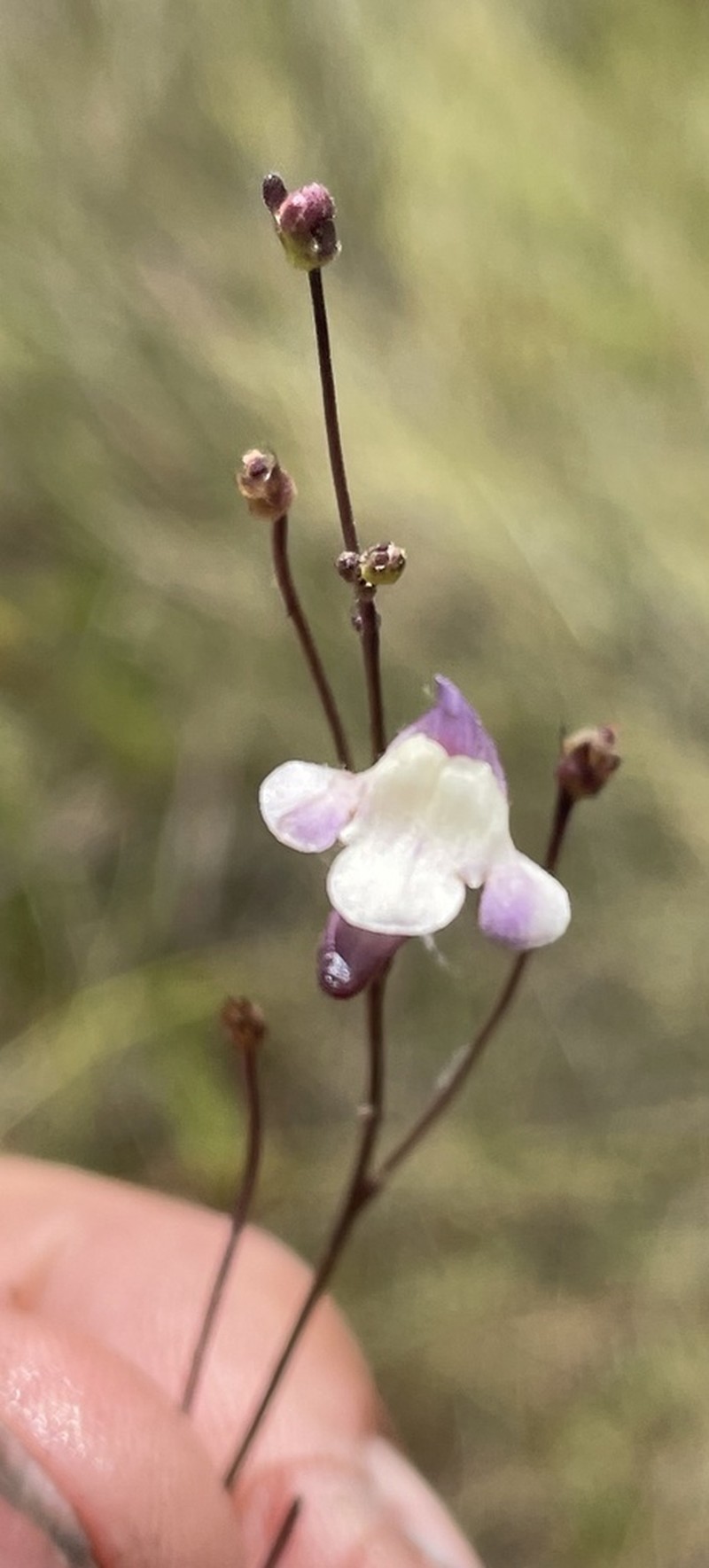 Genlisea angolensis