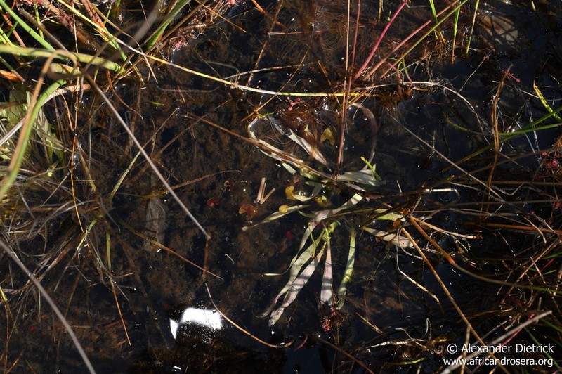 Genlisea angolensis photo 2