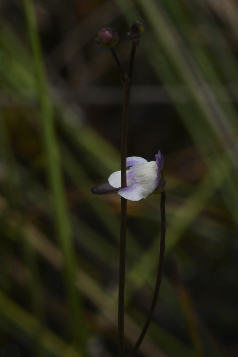 Genlisea angolensis photo 5