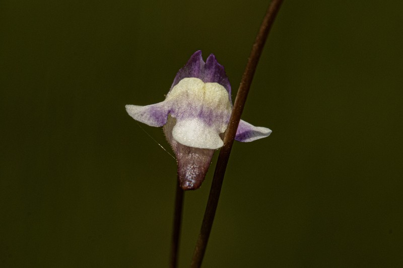 Genlisea angolensis photo 6