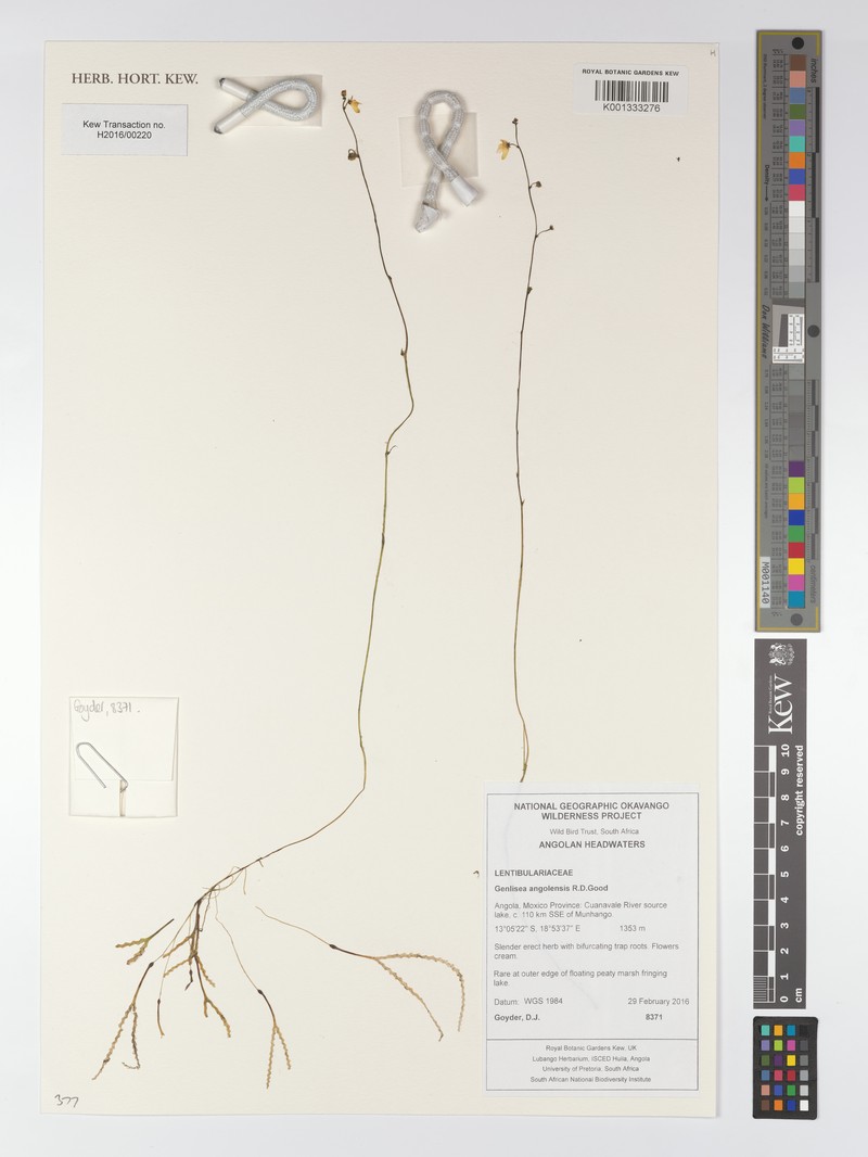 Genlisea angolensis photo 8