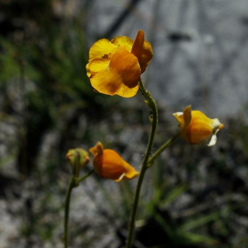 Genlisea aurea photo 3