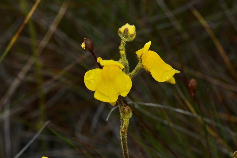 Genlisea aurea photo 4