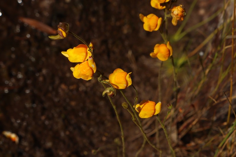 Genlisea aurea photo 5