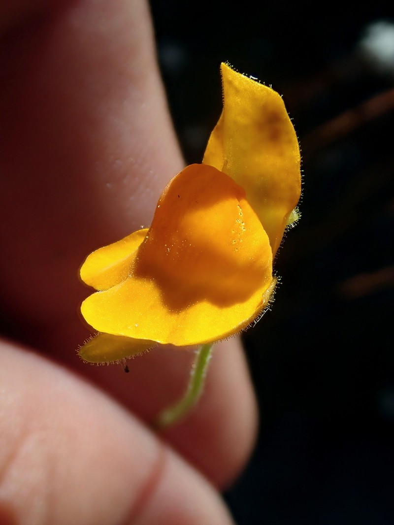 Genlisea aurea photo 6