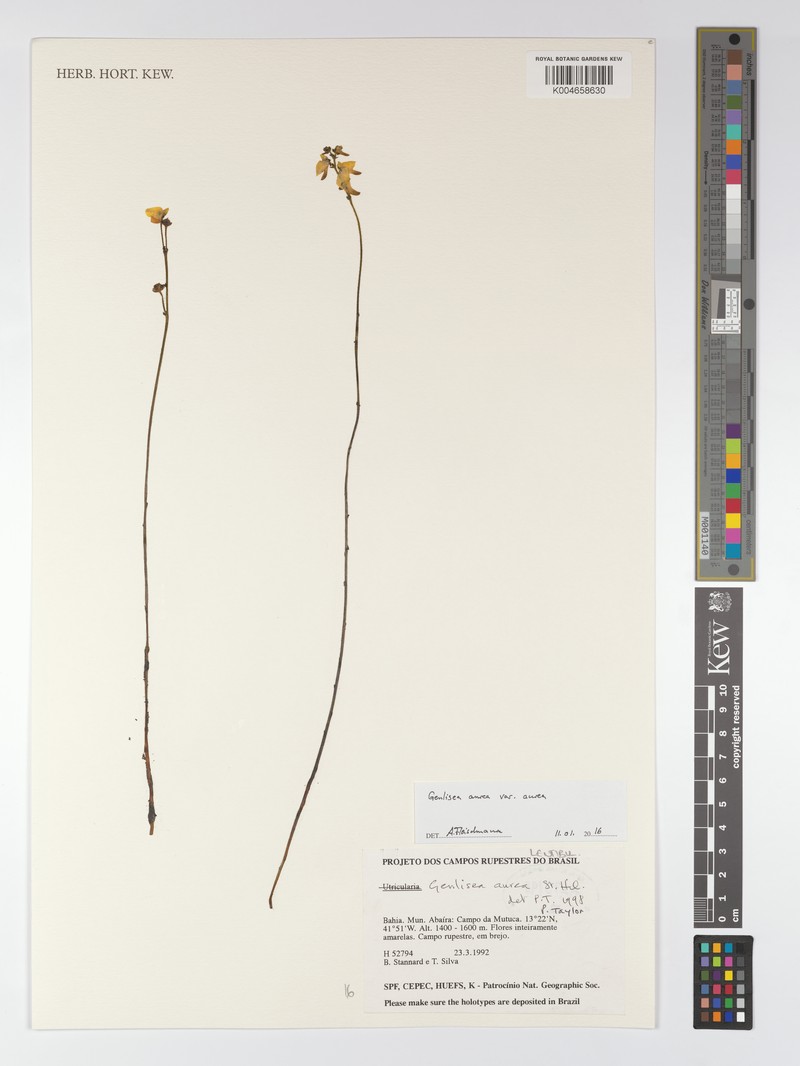Genlisea aurea var. aurea