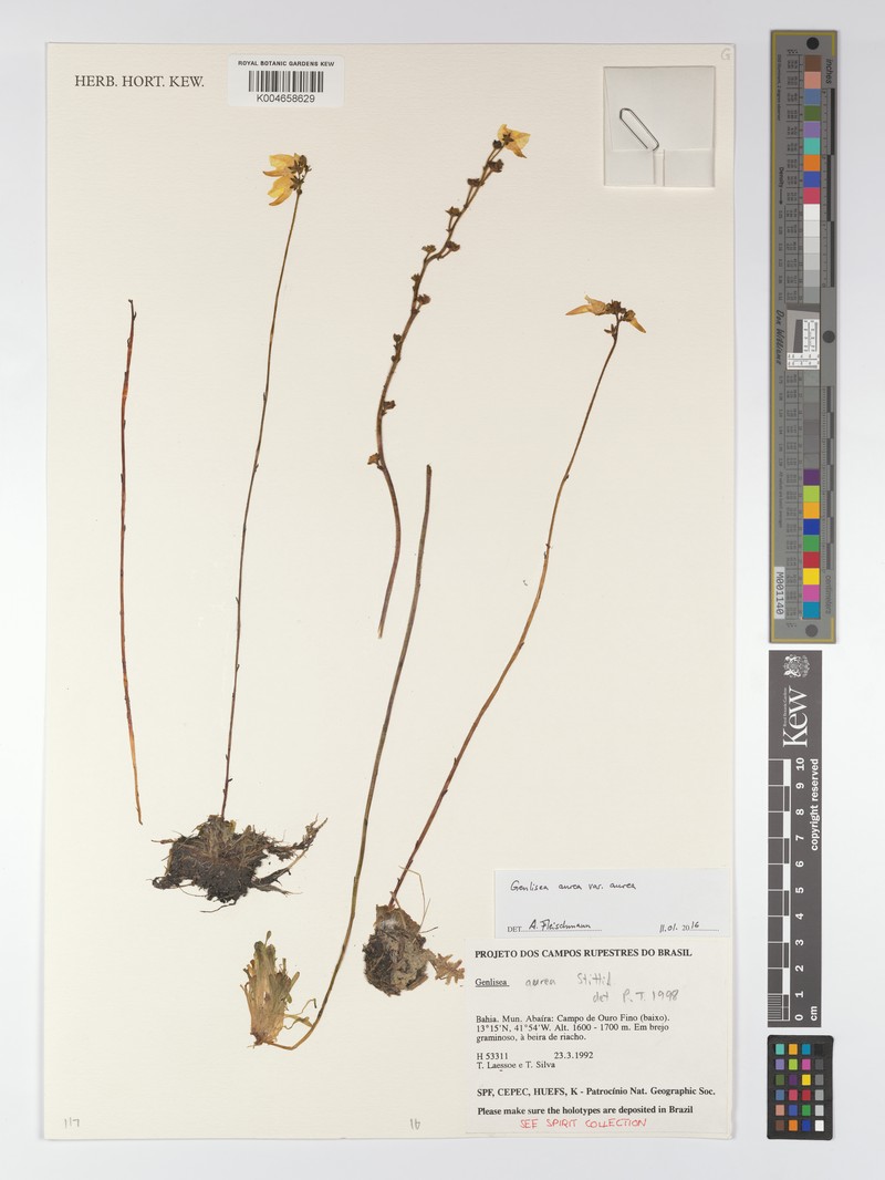Genlisea aurea var. aurea photo 2