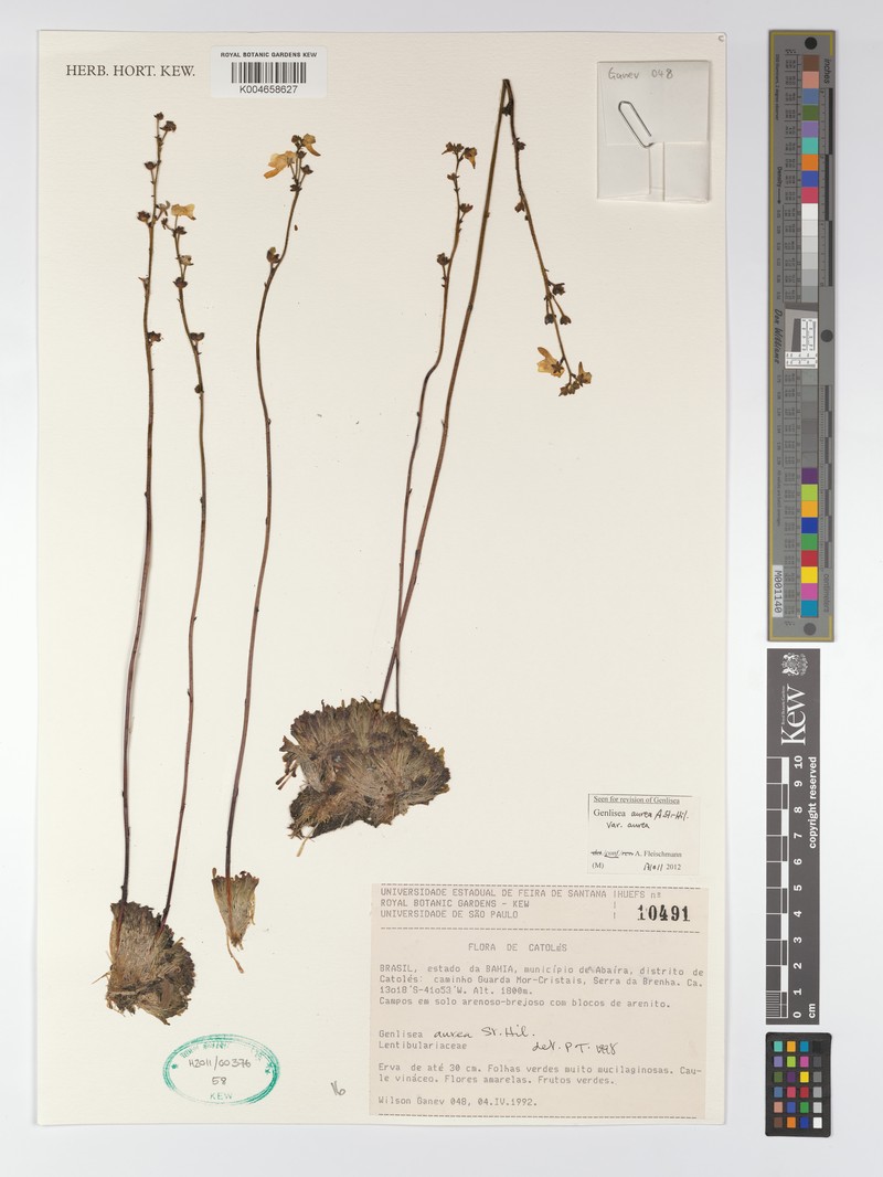 Genlisea aurea var. aurea photo 3