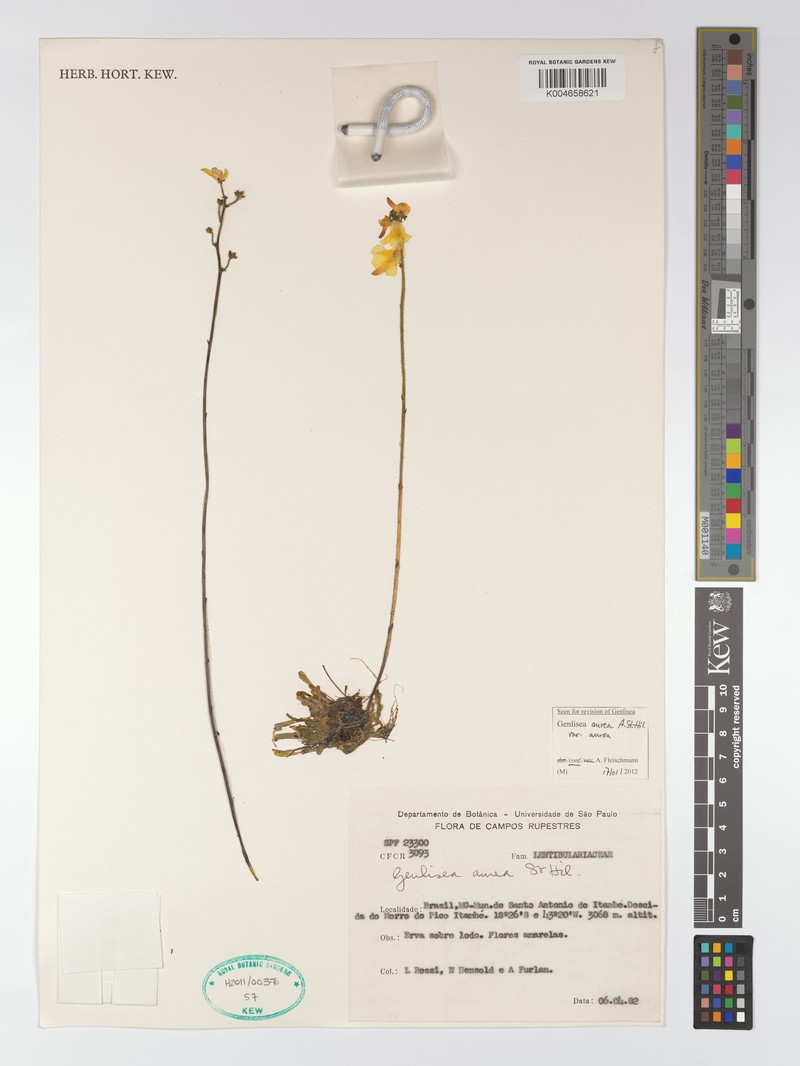 Genlisea aurea var. aurea photo 4