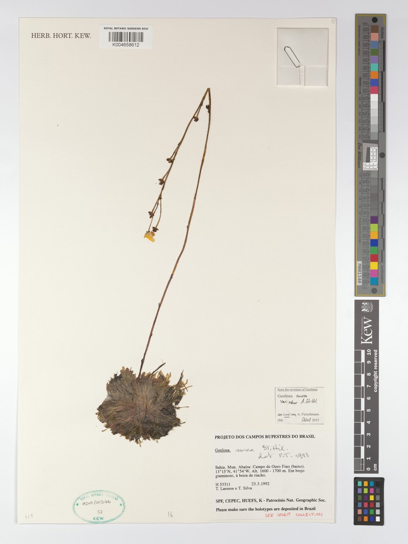 Genlisea aurea var. minor