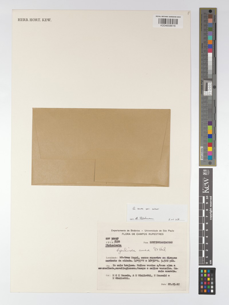 Genlisea aurea var. minor photo 3