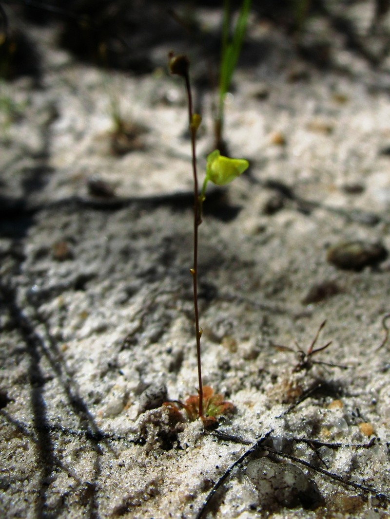 Genlisea filiformis photo 2