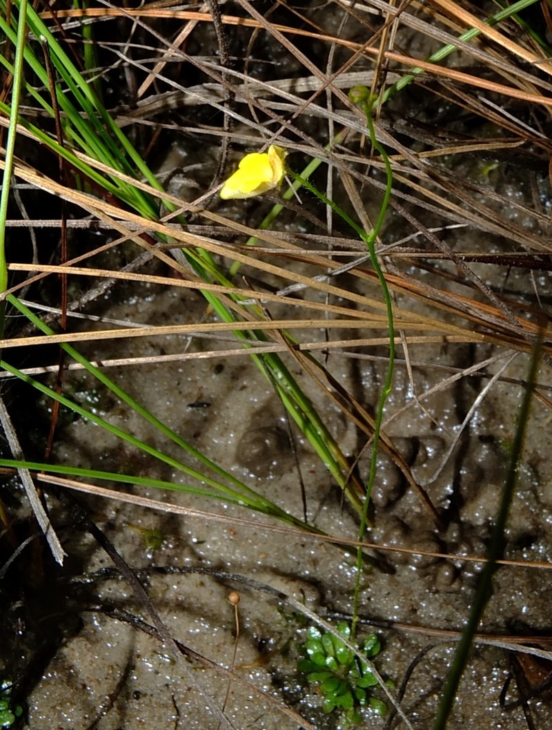 Genlisea filiformis photo 3