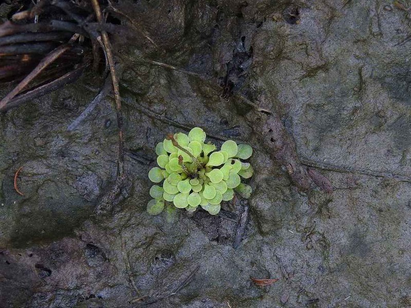 Genlisea filiformis photo 4
