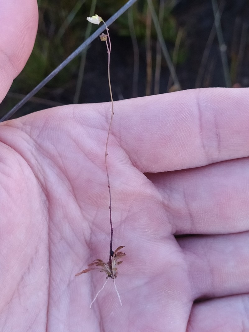 Genlisea filiformis photo 5
