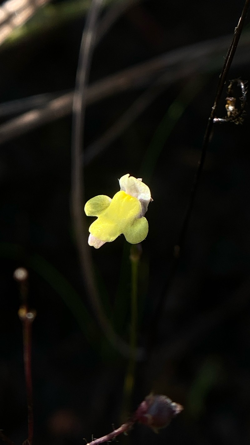 Genlisea filiformis photo 6