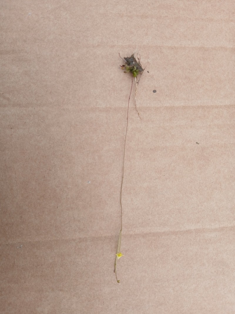 Genlisea filiformis photo 7